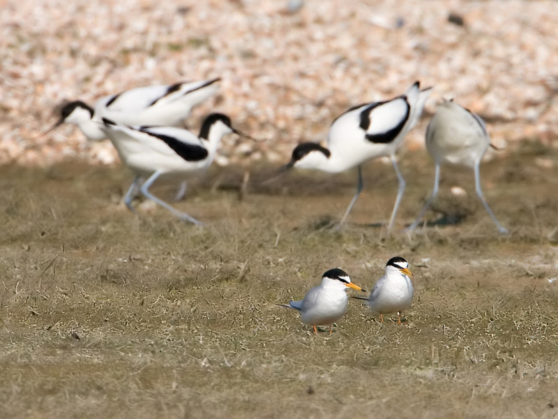 Sterna albifrons Little Tern Dwergstern